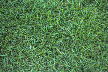 Spring lush slender grass plant background
