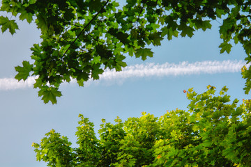 Maple tree branches with fresh green leaves on blue sky with clouds