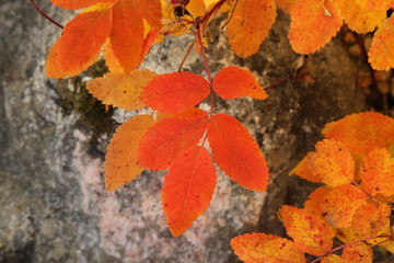 Autumn orange & yellow leaves in Beartooth Mountains, Montana