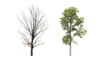 dry tree and fresh tree on  white background