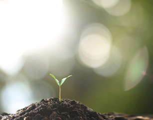 Farmer's hand watering a young plant on green bokeh nature