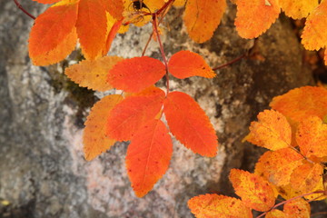 Autumn orange & yellow leaves in Beartooth Mountains, Montana