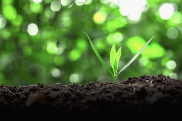 Green trees grow naturally in the morning.