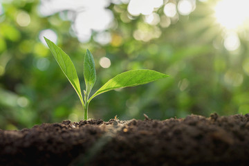 Green trees grow naturally in the morning.