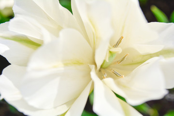 Fototapeta na wymiar Blooming white tulips in summer garden. Beautiful spring and summer background