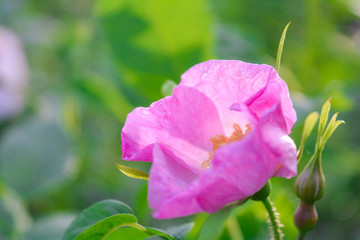 Obraz premium Pink Dogrose, Briar eglantine flower. Wild Rose hips closeup