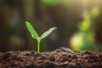 Plant growth on the soil