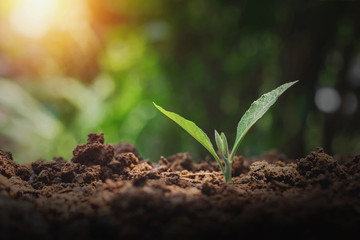 Green trees grow naturally in the morning.