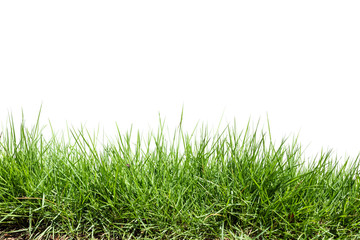 Fototapeta premium Grass isolated on white background