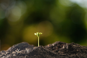 Farmer's hand watering a young plant on green bokeh nature