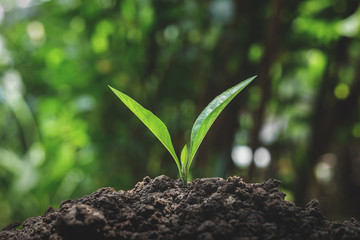 Green trees grow naturally in the morning.