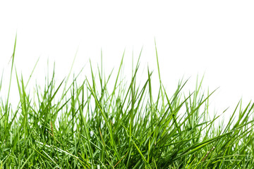 Grass isolated on white background