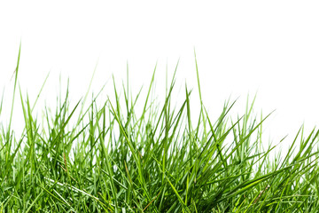 Fototapeta premium Grass isolated on white background