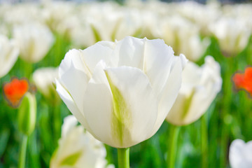 Blooming white tulips in summer garden. Beautiful spring and summer background