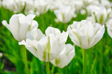 Blooming white tulips in summer garden. Beautiful spring and summer background