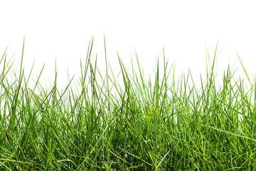 Grass isolated on white background