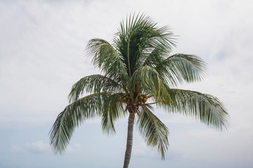 Fototapeta na wymiar Coconut Palm Tree