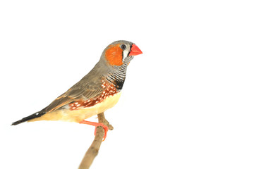 Zebra Finch bird