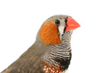 Zebra Finch bird
