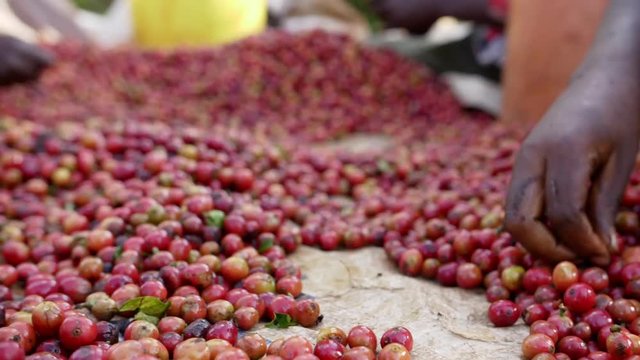 Coffee sorting ripe berries HD slow-motion