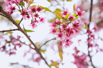 Obraz premium Beautiful cherry blossom or sakura in spring time over sky