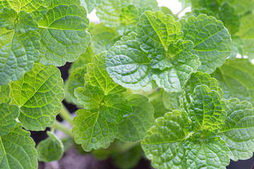 Green leafy vegetables of nature  non-toxic