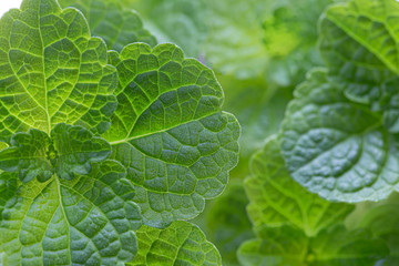 Green leafy vegetables of nature  non-toxic