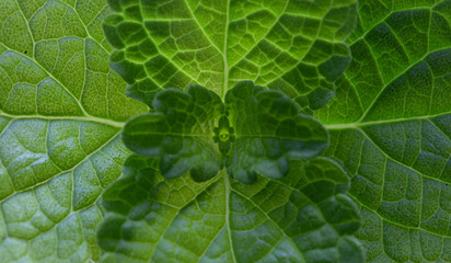 Green leafy vegetables of nature  non-toxic