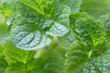 Green leafy vegetables of nature  non-toxic