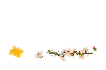 manuka tree flowers with pure manuka honey on white background and copy space above