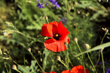 Red poppy in a field on a background of green grass on a sunny day. Background, cropped shot, horizontal, close-up. Concept of the beauty of nature.