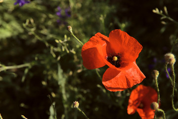 Red poppy in a field on a background of green grass on a sunny day. 