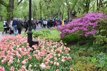A group of people walk past pink tulips in bloom at Central Park