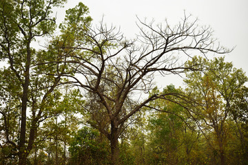 the bare tree under the grey clouds