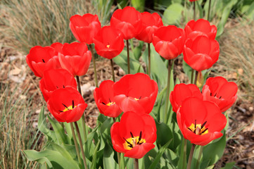 Many colorful tulips on flower bed as a floral background.