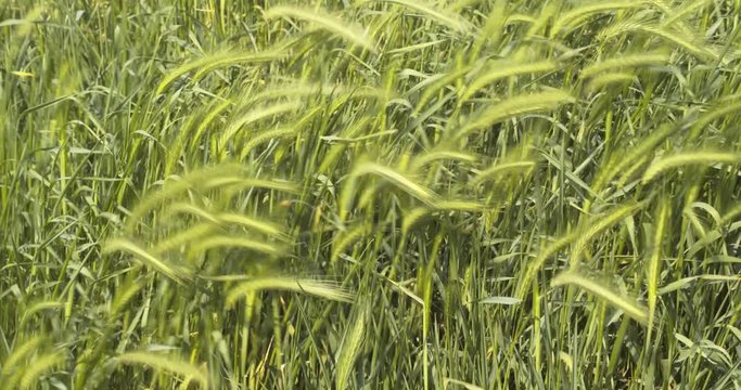 Tall Grass And Crops Wiggling From Harsh Wind Blow.