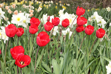 Fototapeta premium Many colorful tulips on flower bed as a floral background.