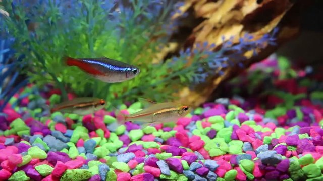 Neon Tetra fish and two Glowlight Tetras, swimming together in one spot in a community fish tank.
