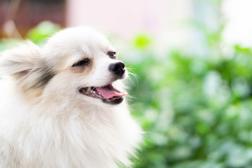 Closeup face of puppy pomeranian looking at something with green nature background, dog healthy...