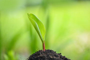 Young plant growth on neutral green background - Agriculture new plant seeding growing on soil in the garden