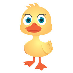 Little cute duck isolated on white background