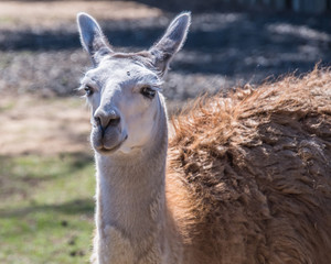 Obraz premium Llama - a domesticated South American camelid