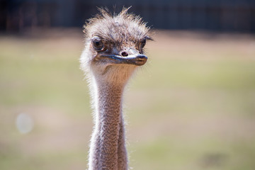 Female Ostrich
