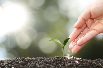 hand of a farmer giving fertilizer to young green plants / nurturing baby plant with chemical...
