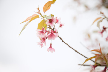 Beautiful cherry blossom or sakura in spring time over  sky