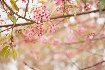 Beautiful cherry blossom or sakura in spring time over  sky