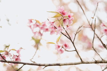 Beautiful cherry blossom or sakura in spring time over  sky