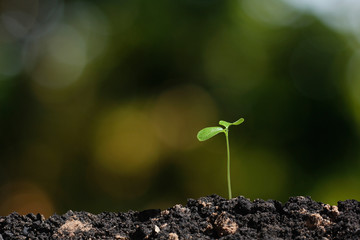 young tree plant in nature background