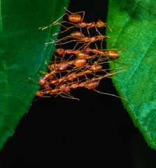 ants on leaf