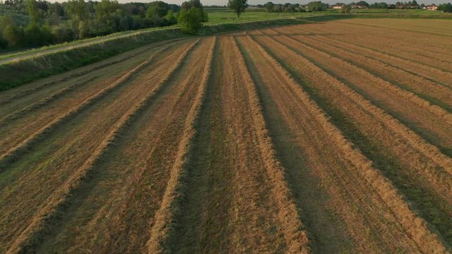 4K Aerial : Fast Cinematic overview on a symetric field of alfalfa in sunset